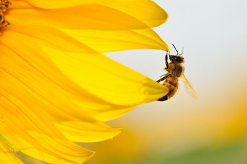 Bee hanging on the edge of a sunflower petals