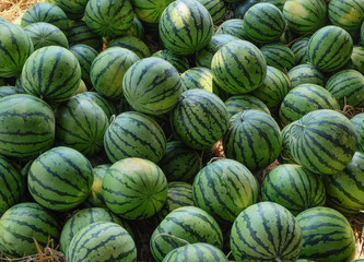 Fototapeta na wymiar water melon