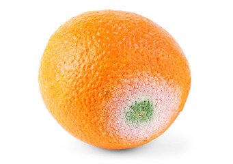 a moldy orange isolated on a white background