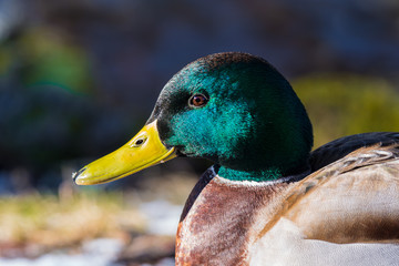 Close up of a male mallard fresh water duck in sunshine with glittering green head