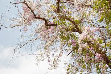Beautiful cherry blossom sakura flowers soft and blurred background.