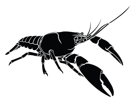 crayfish, lobster vector silhouette isolated.