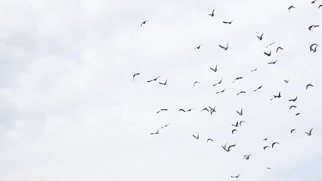 Flock of pigeons flying in the sky