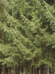 Grüne Fichtenbäume gedeihen und spenden Sauerstoff