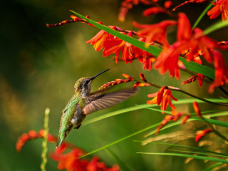 Obraz premium Anna Hummingbird feeding from red crocosmia flowers