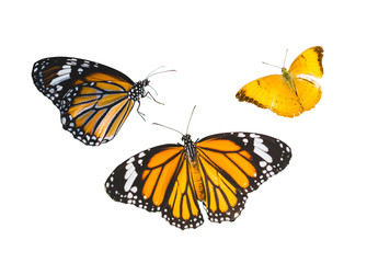 Fototapeta na wymiar butterfly on white background.