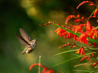Anna Hummingbird feeding from red crocosmia flowers