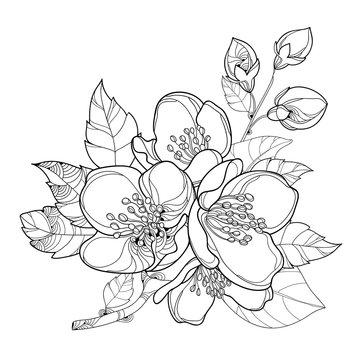 Vector branch with outline Jasmine flowers, bud and leaves isolated on white background. Floral elements for spring design and coloring book. Bunch of jasmine flower in contour style.