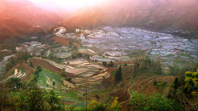 Terraced rice fields in Yuanyang, China.