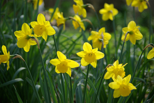 Narcisses jaunes au lever du soleil au printemps