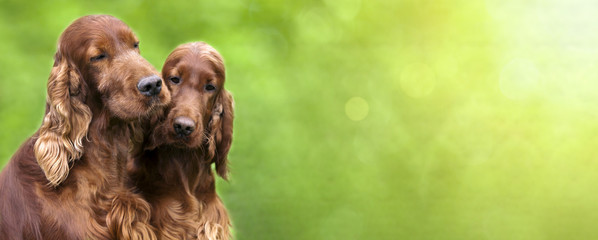 Website banner of cute Irish Setter dogs
