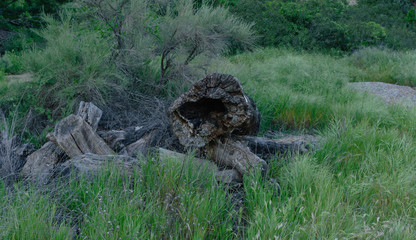 Fototapeta na wymiar Burned tree trunk in meadow