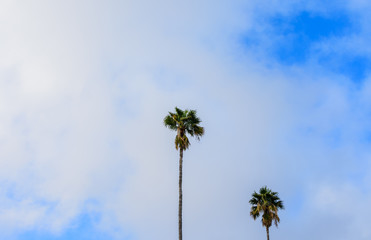 Obraz premium Two palms on a cloudy day