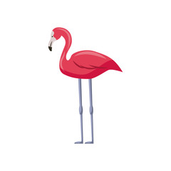 pink flamingo icon over white background. colorful design. vector illustration