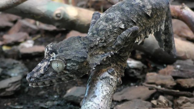 Portpait of Henkel's Leaf-tailed Gecko, Uroplatus giganteus sitting on a branch

