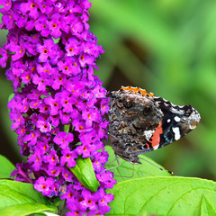 Red Admiral butterfly on buddlia bush