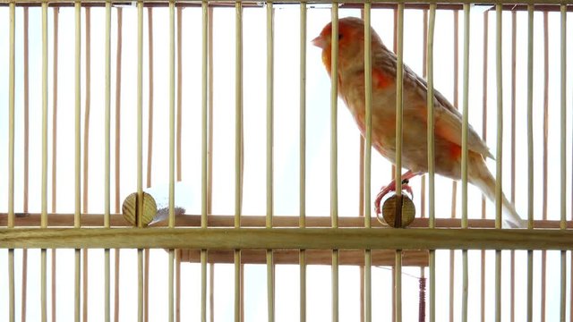 singing canary in a cage isolated on a white screen. soud