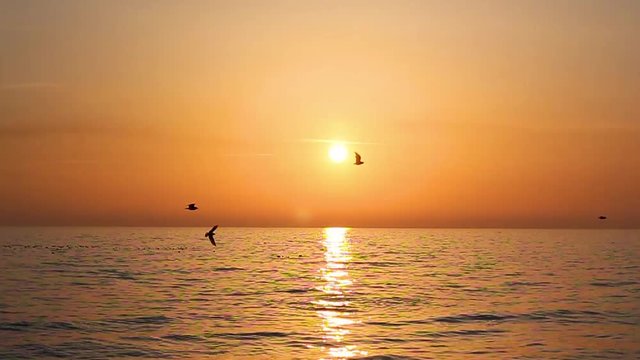 Birds flying over the sunset sea