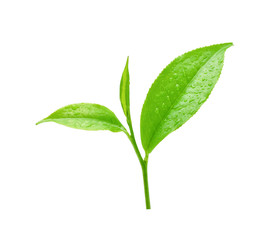 leaves Fresh green tea with drops of water