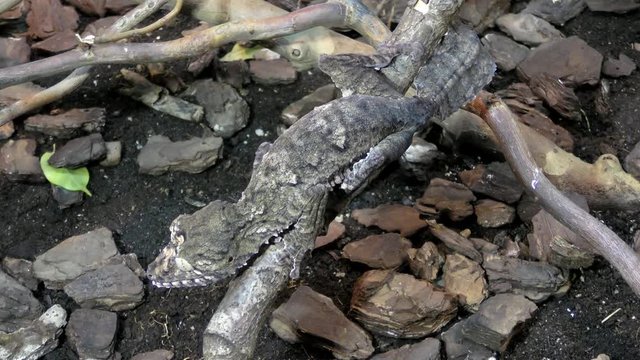 Portpait of Henkel's Leaf-tailed Gecko, Uroplatus giganteus sitting on a branch

