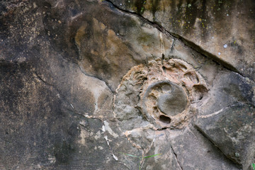 Ammonites and bivalves. Jurassic fossils. © Stanislav Samoylik