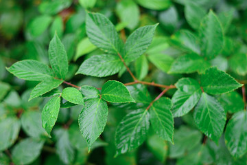 blackberry bush branch, bright natural background, wet leaves contrasting
