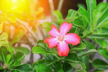 desert rose or adenium red flower and drip water, on tree  beautiful  in the garden  with sunset light tone. (Impala Lily )