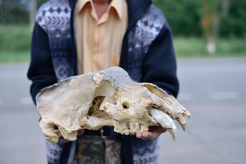 the skull of a cave bear in the hands of men © Stanislav Samoylik