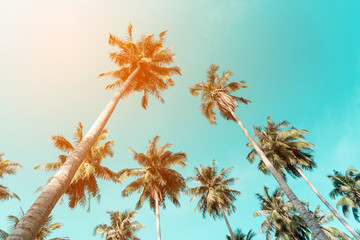 Obraz premium Coconut trees with sky 