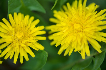 Bright dandellion flowers