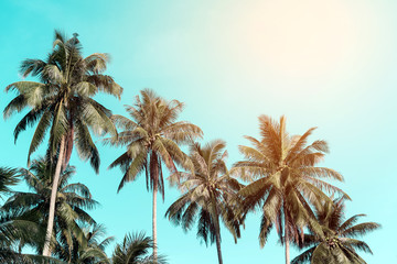 Fototapeta na wymiar Coconut trees with sky 