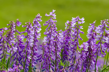 Summer lilac flowers