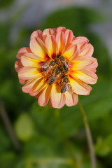 Viele Bienen drängeln sich auf einer Blüte