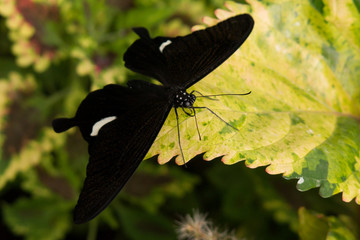 butterfly on a leaf