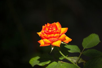 yellow mix orange rose flower in dark background