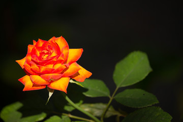 yellow mix orange rose flower in dark background