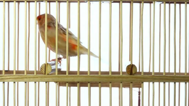 singing canary in a cage isolated on a white screen. soud