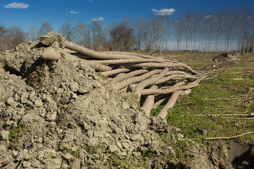 stack of young poplar trees ready to be transplanted, roots detail