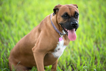Beautiful female boxer dog outdoors