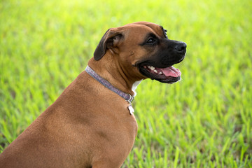 Obraz premium Beautiful female boxer dog outdoors