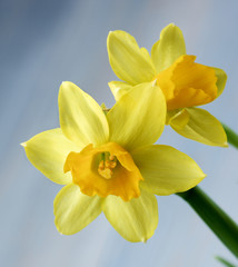 Wild Yellow Daffodils