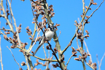 White wagtail, Apajpuszta, Hungary