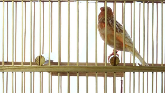 singing canary in a cage isolated on a white screen. soud