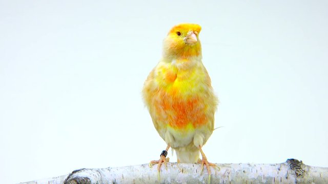 feo canary isolated on a white screen. soud