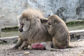 Hamadryas baboon looking for fleas