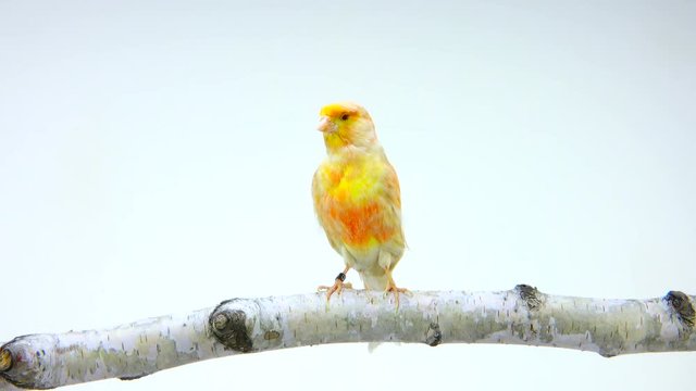 feo canary isolated on a white screen. soud