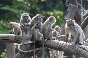 Group of Long-tailed macaque (Macaca fascicularis) sitting at a tree
