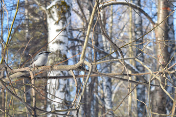 Nuthatch sits on a tree branch. Central Siberian Botanical Garden, Akademgorodok, Novosibirsk, Russia. March 2017.