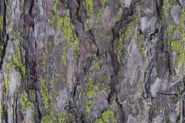 Bark of pine with lichen and moss background texture