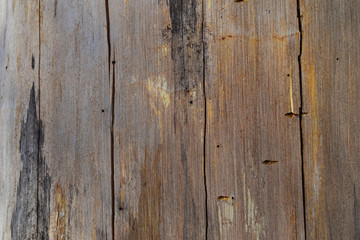Bark of pine background texture